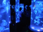 Jellies dancing gracefully on blue light effect